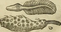 Picture 292 of 336 from The workes of that famous chirurgion Ambrose Parey : (1649), leaf 715