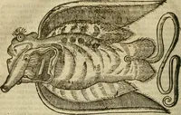 Picture 294 of 336 from The workes of that famous chirurgion Ambrose Parey : (1649), leaf 717