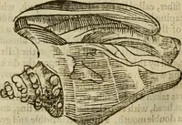 Picture 295 of 336 from The workes of that famous chirurgion Ambrose Parey : (1649), leaf 717