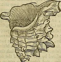Picture 296 of 336 from The workes of that famous chirurgion Ambrose Parey : (1649), leaf 718