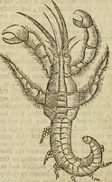 Picture 297 of 336 from The workes of that famous chirurgion Ambrose Parey : (1649), leaf 718