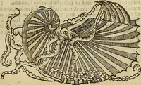An illustration from The workes of that famous chirurgion Ambrose Parey : (1649)