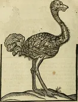 An illustration from The workes of that famous chirurgion Ambrose Parey : (1649)