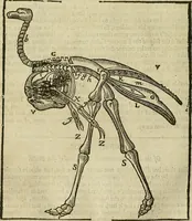 Picture 301 of 336 from The workes of that famous chirurgion Ambrose Parey : (1649), leaf 721