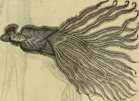An illustration from The workes of that famous chirurgion Ambrose Parey : (1649)