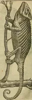 Picture 308 of 336 from The workes of that famous chirurgion Ambrose Parey : (1649), leaf 729