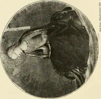 An illustration from The work of Fra Angelico da Fiesole reproduced in three hundred and twenty-seven illustrations (1913)