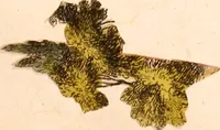Picture 13 of 13 from The works of King Charles the Martyr: : with a collection of declarations, treaties, and other papers concerning the differences between his said majesty and his two houses of Parliament (1662), leaf 1022