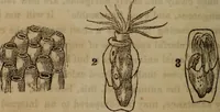 An illustration from The world: (1848)