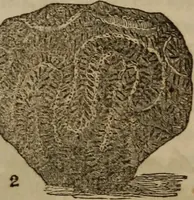 An illustration from The world: (1848)
