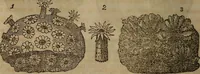 Picture 98 of 125 from The world: (1848), leaf 285