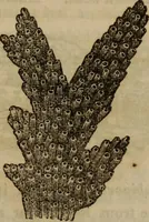 An illustration from The world: (1848)