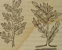 An illustration from The world: (1848)