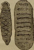 An illustration from The world: (1848)