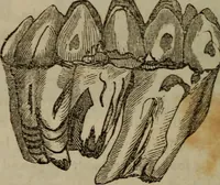 An illustration from The world: (1848)