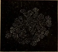 Picture 21 of 51 from World-life; or, Comparative geology (1883), leaf 134