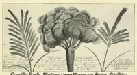 Picture 4 of 18 from Wunder, Wundergeburt und Wundergestalt in Einblattdrucken des fünfzehnten bis achtzehnten Jahrhunderts; kulturhistorische Studie (1921), leaf 115