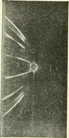 An illustration from X rays, an introduction to the study of Röntgen rays (1914)
