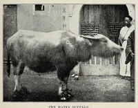 Picture 5 of 13 from The Yangtze valley and beyond : an account of journeys in China, chiefly in the province of Sze Chuan and among the Man-tze of the Somo territory (1899), leaf 259