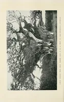 An illustration from A Yankee in pigmy land (1905)