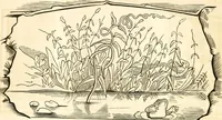 An illustration from Ye book of Copperheads (1863)