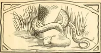 An illustration from Ye book of Copperheads (1863)