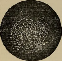 Picture 213 of 700 from The young folk's cyclopædia of games and sports ; (1899), leaf 207