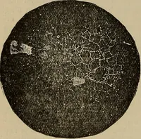 Picture 214 of 700 from The young folk's cyclopædia of games and sports ; (1899), leaf 207