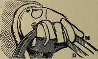 Picture 268 of 700 from The young folk's cyclopædia of games and sports ; (1899), leaf 279