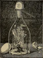 Picture 275 of 700 from The young folk's cyclopædia of games and sports ; (1899), leaf 289