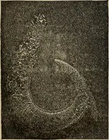 Picture 333 of 700 from The young folk's cyclopædia of games and sports ; (1899), leaf 345