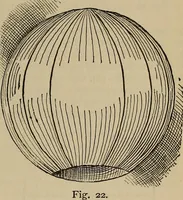 Picture 357 of 700 from The young folk's cyclopædia of games and sports ; (1899), leaf 368