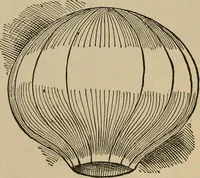 Picture 358 of 700 from The young folk's cyclopædia of games and sports ; (1899), leaf 368