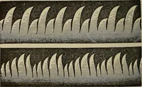 Picture 465 of 700 from The young folk's cyclopædia of games and sports ; (1899), leaf 491