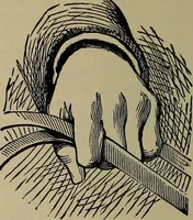 Picture 529 of 700 from The young folk's cyclopædia of games and sports ; (1899), leaf 587