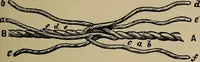Picture 554 of 700 from The young folk's cyclopædia of games and sports ; (1899), leaf 618