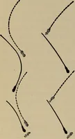 Picture 578 of 700 from The young folk's cyclopædia of games and sports ; (1899), leaf 655