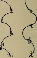 Picture 579 of 700 from The young folk's cyclopædia of games and sports ; (1899), leaf 655