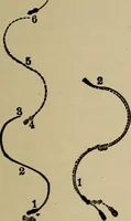 Picture 583 of 700 from The young folk's cyclopædia of games and sports ; (1899), leaf 656