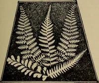 An illustration from The young folk's cyclopædia of games and sports ; (1899)