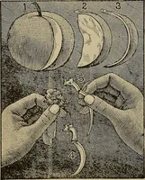 An illustration from The young folk's cyclopædia of games and sports ; (1899)