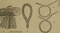 An illustration from Young sailor's assistant in practical seamanship including the rules of the road; directions for resuscitating the apparently drowned, etc., etc., together with the salutes ... naval signal flags, Very's lights, and the international code of signals (1893)
