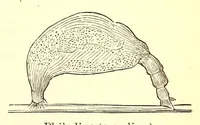 An illustration from Young scientist (1878)
