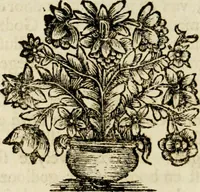 An illustration from Zederyke zinnebeelden : vertoont in konstplaten, door kragtige redeneeringen en maat-digten nutte van het menschelyke leven toegepast (1713)