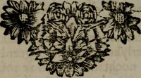 Picture 117 of 138 from Zederyke zinnebeelden in hondert kunstplaten vertoont (1717), leaf 239