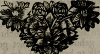 Picture 15 of 138 from Zederyke zinnebeelden in hondert kunstplaten vertoont (1717), leaf 47