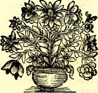 An illustration from Zederyke zinnebeelden, vertoont in konstplaten, door kragtige redeneeringen en maat-digt ten nutte van het menschelyke leven toegepast (1713)