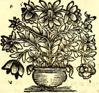 An illustration from Zederyke zinnebeelden, vertoont in konstplaten, door kragtige redeneeringen en maat-digt ten nutte van het menschelyke leven toegepast (1713)