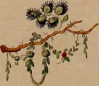 Picture 11 of 118 from Zeichen- Mahler- und Stickerbuch zur Selbstbelehrung für Damen, welche sich mit diesen Künsten beschäftigen (1795), leaf 44