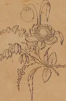 An illustration from Zeichen- Mahler- und Stickerbuch zur Selbstbelehrung für Damen, welche sich mit diesen Künsten beschäftigen (1795)